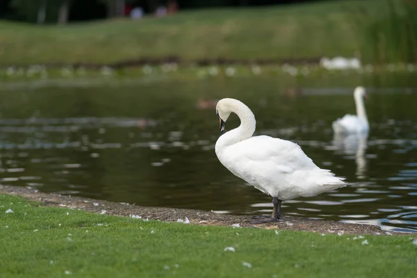 Cisne Mudo Blanco Pie Borde Estanque Sobre Hierba Verde Segundo —  Fotos de Stock