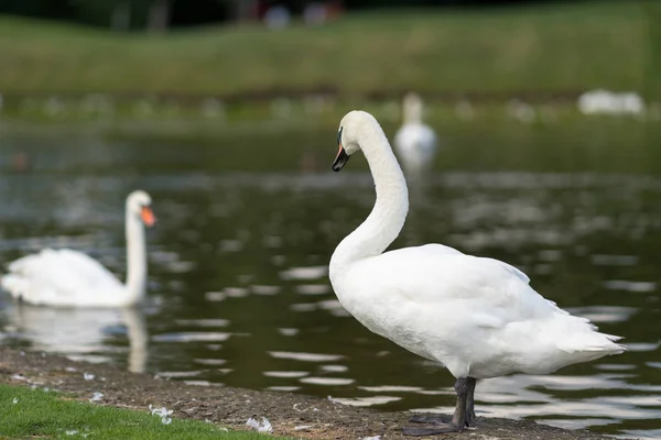 Cisnes Blancos Nadando Lago Luz Del Sol Con Una Vista —  Fotos de Stock