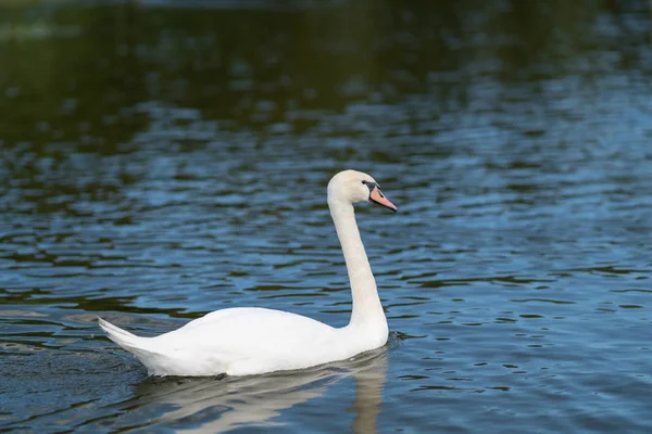 Cisne Blanco Mudo Nadando Agua Con Reflejos Luz Solar Una —  Fotos de Stock