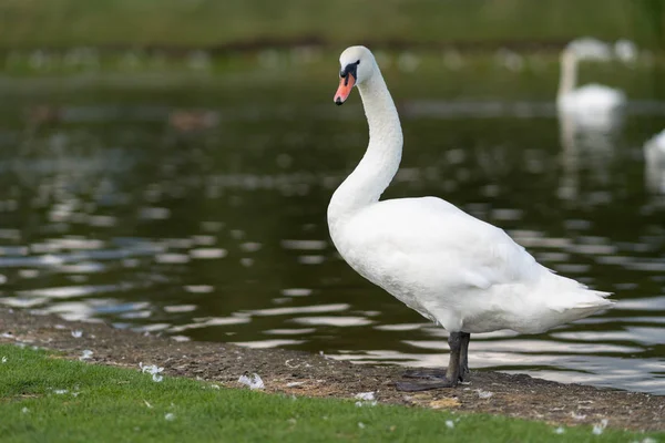 Cisne Blanco Adulto Parado Borde Lago Girando Para Ver Cámara —  Fotos de Stock