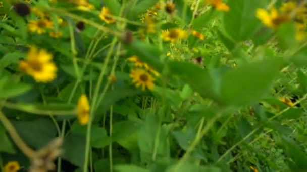 Закрыть на подсолнечник и другие цветы — стоковое видео