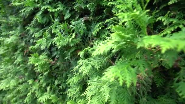Närbild av en rad städsegröna cypresser — Stockvideo