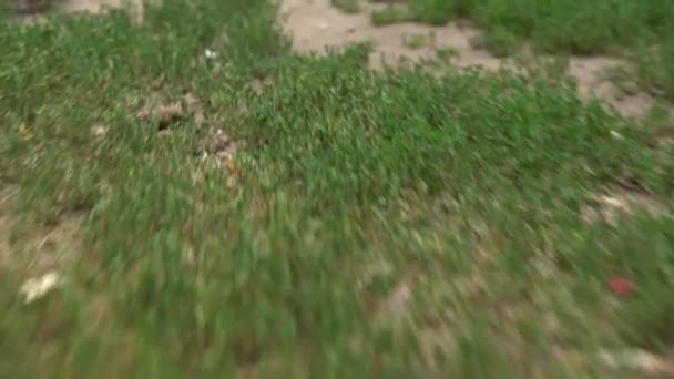 Gros plan sur les pigeons se rassemblant dans une zone d'herbe — Video