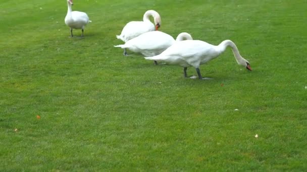 Белые немые лебеди пасутся на зеленой траве — стоковое видео