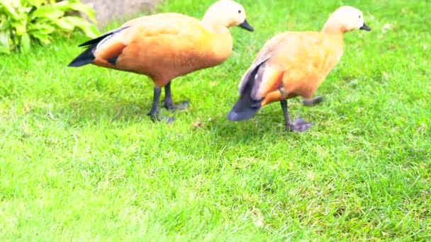 Deux oies sauvages qui se nourrissent d'herbe verte courte — Video