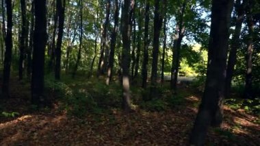 Gölgeli woodland ile yürüyüş