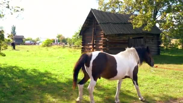 Strakatý kůň chůze podél venkovské silnice — Stock video
