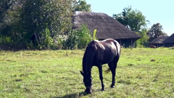 Svart häst betande i en rural fält — Stockvideo