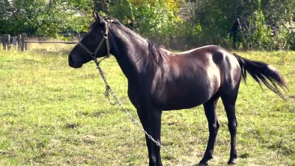 Schwarzes Pferd Mit Halfter Und Kette Steht Auf Einem Feld — Stockvideo