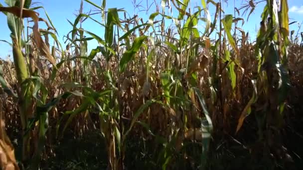 Chodzenia przez pole dojrzałe rośliny kukurydzy — Wideo stockowe
