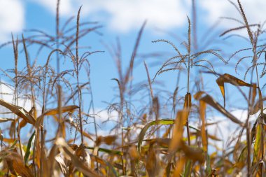 Ayrıntı bulutlu mavi gökyüzü karşı Mısır bitki alanda olgunlaşması Mısır mahsulünün kapatın