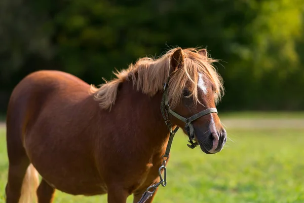 Pony Castaño Caballo Con Halter Parado Bajo Sol Campo Verde —  Fotos de Stock