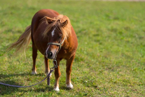 Poney Brun Attaché Debout Dans Pâturage Herbeux Vert Regardant Sur — Photo