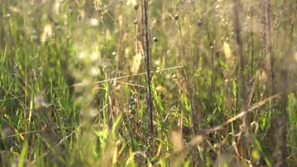 Прогуливаясь по высокой луговой траве — стоковое видео
