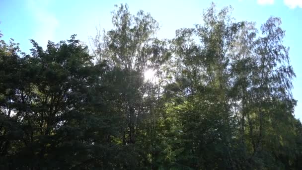 Sunburst schijnt door bos bomen — Stockvideo