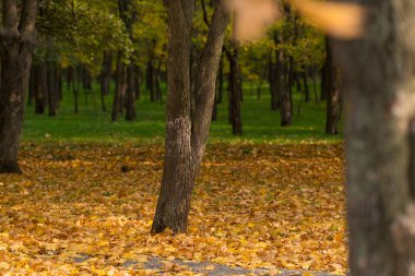 Sarı yapraklar park veya insan yapımı orman, bir split ağaç gövdesi arka planda atış ve yeşil ot merkezi zemin kaplama