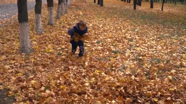 快乐的小男孩把黄叶高高地扔高 从高角度看 跳到公园里树木中枯叶的堆里 — 图库视频影像