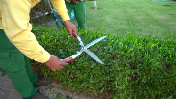 Zwei Gärtner schneiden eine Hecke in einem formellen Garten — Stockvideo