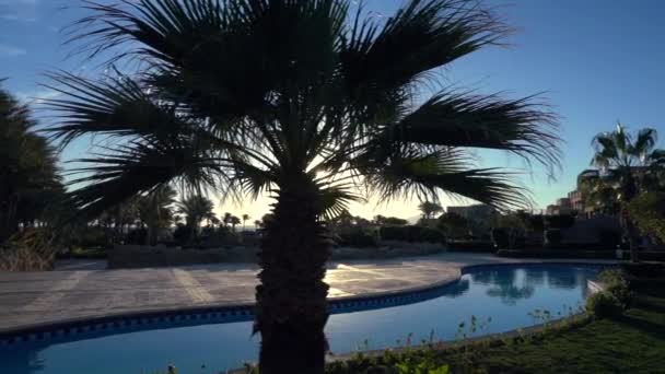 Tropisk palmträd bredvid en slingrande kanal — Stockvideo