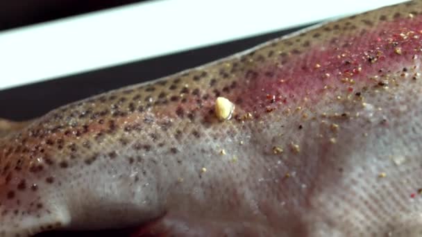 Mano de un chef sazonando una trucha de salmón cruda — Vídeo de stock