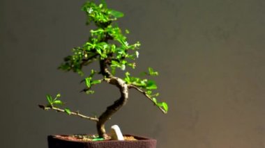 Küçük beyaz çiçekleri ile bonsai ağacı