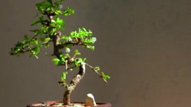 Zarif beyaz çiçekler ile potted bonsai ağacı