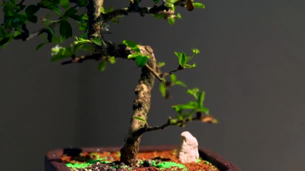 Lentamente rotante tronco di un albero bonsai in vaso — Video Stock