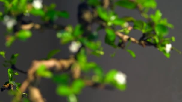 Langsamer Fokus auf einen kleinen Bonsai-Baum — Stockvideo