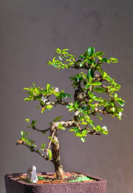 Saksıda küçük bonsai ağacı