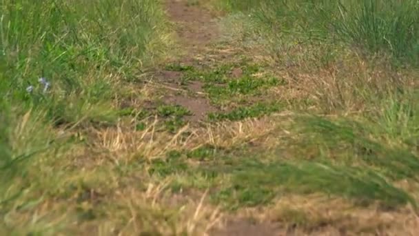 Wandelen langs een onverharde weg naar een wacht auto — Stockvideo