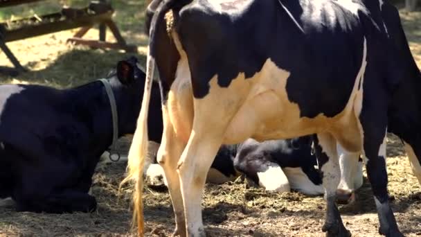 Herd of Holstein dairy cows resting in a paddock — Stock Video