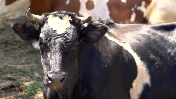 Κοντινό σε μια μαύρη και άσπρη αγελάδα γαλακτοπαραγωγής — Αρχείο Βίντεο
