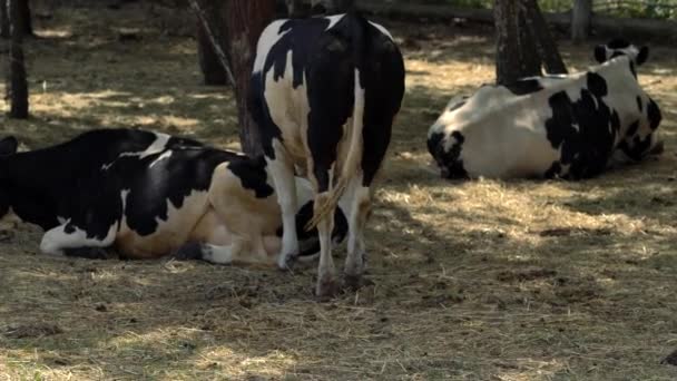 Bovinos leiteiros com úberes cheios em uma paddock — Vídeo de Stock