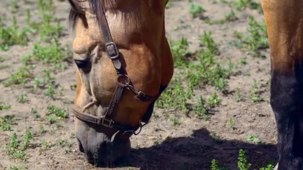 Hautnah auf dem Kopf eines weidenden Pferdes — Stockvideo