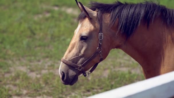 Close up perfil tiro de um cavalo marrom — Vídeo de Stock