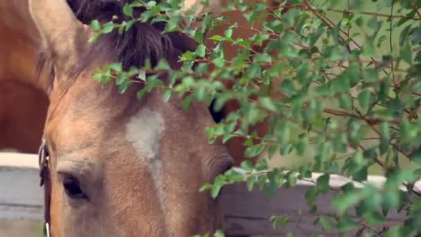 Cheval brun s'étirant sur une clôture de paddock — Video