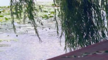 Ağlayan söğüt fronds esinti içinde eğilerek