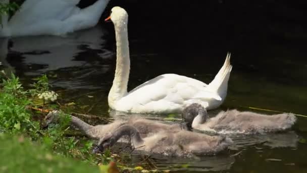 Némító hattyú a cygnets úszás a tavon — Stock videók