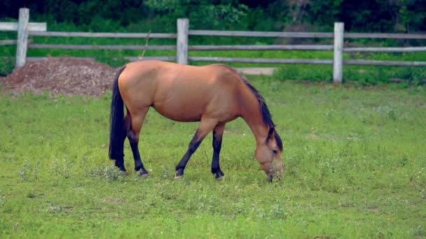 Kastanienbraunes Pferd weidet auf einer Koppel — Stockvideo