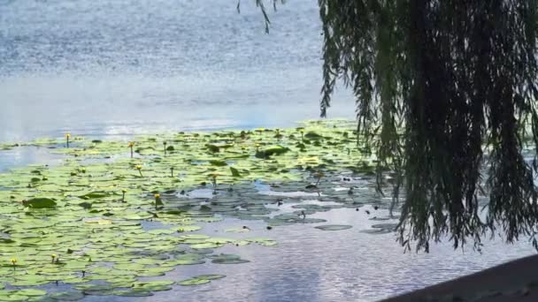 Ondeando hojas de sauce llorando sobre un lago tranquilo — Vídeos de Stock