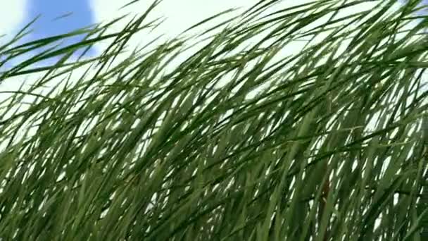 Matala kulma näkymä ruoko puhaltaa tuulessa — kuvapankkivideo
