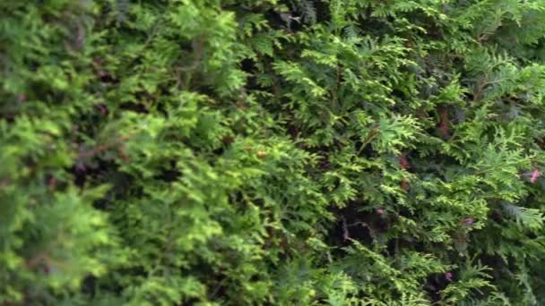 Rangée de cyprès à feuilles persistantes — Video