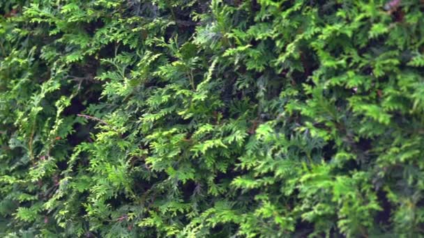 Panorering längs ytan av en rad cypresser — Stockvideo