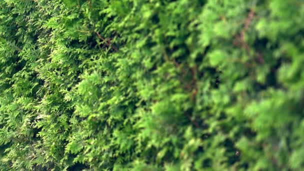 Follaje verde de una línea de cipreses — Vídeos de Stock