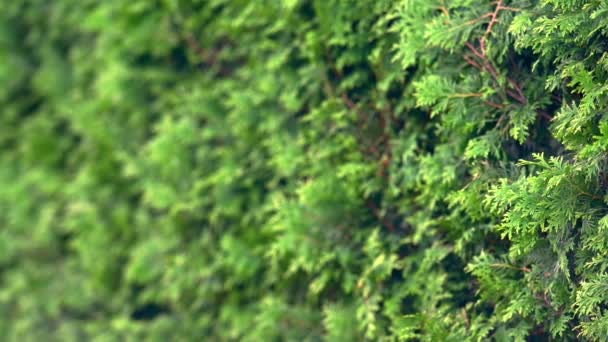 Närbild på bladen av cypress träd — Stockvideo