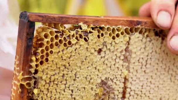 Apicultor cortando una sección de panal de miel fresca — Vídeos de Stock
