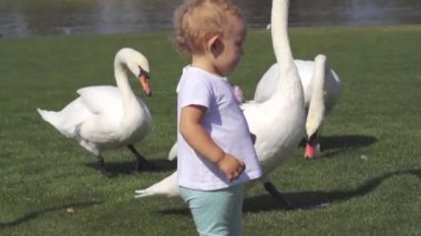 Sevimli küçük kız kuğu sürüsü ile yürüyüş