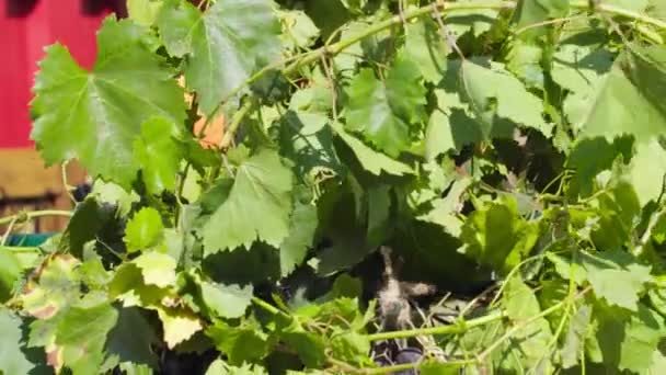 Зелене листя винограду, що дме у вітрі — стокове відео