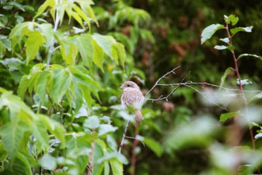  bir dalda kuş oturur