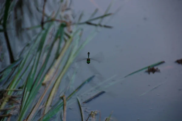 Dragonfly Över Vattnet — Stockfoto